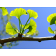 Ginkgo (gingko biloba)