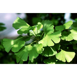 Ginkgo (gingko biloba)