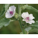 Guimauve (althaea officinalis)