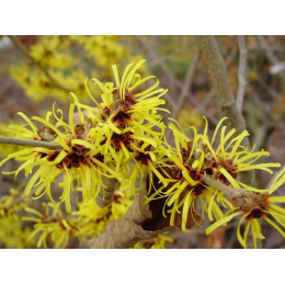 Hamamélis (hamamelis virginiana)