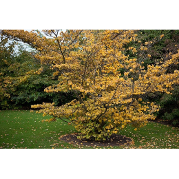 Hamamélis (hamamelis virginiana)