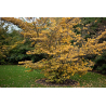 Hamamélis (hamamelis virginiana)