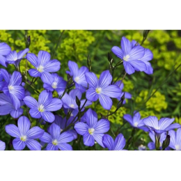 Lin (linum usitatissimum)