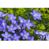Lin (linum usitatissimum)
