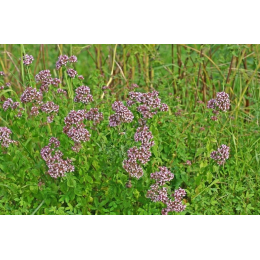 Marjolaine (origanum marjorana)