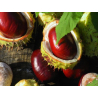 Marronnier d'Inde (aesculus hippocastanum)