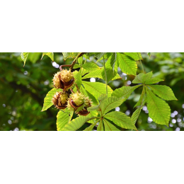 Marronnier d'Inde (aesculus hippocastanum)