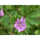 Mauve (malva sylvestris) - fleurs