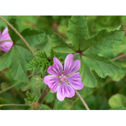 Mauve (malva sylvestris) - fleurs