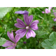 Mauve (malva sylvestris) - fleurs