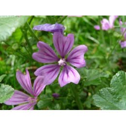 Mauve (malva sylvestris) - fleurs