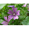 Mauve (malva sylvestris) - fleurs