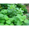 Mélisse (melissa officinalis)