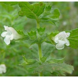 Mélisse (melissa officinalis)