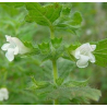 Mélisse (melissa officinalis)