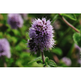 Menthe poivrée (mentha piperita)