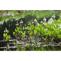 Ményanthe (menyanthes trifoliata)