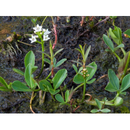 Ményanthe (menyanthes trifoliata)