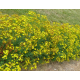 Millepertuis (hypericum perforatum)