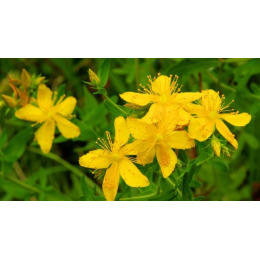 Millepertuis (hypericum perforatum)
