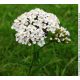 Millefeuille (achillea millefolium)