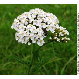 Millefeuille (achillea millefolium)
