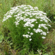 Millefeuille (achillea millefolium)