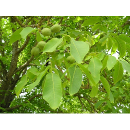 Noyer (juglans regia)
