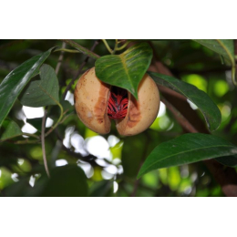 Muscadier (myristica fragrans)