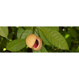 Muscadier (myristica fragrans)