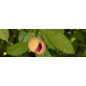 Muscadier (myristica fragrans)