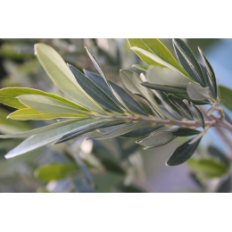 Olivier (olea europea)