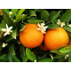 Oranger Bigaradier (citrus aurantium) - feuilles