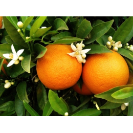 Oranger Bigaradier (citrus aurantium) - feuilles