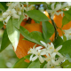 Oranger Bigaradier (citrus aurantium) - fleurs
