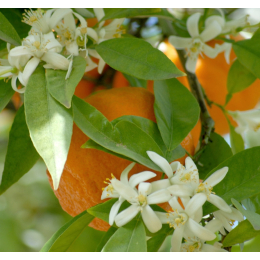 Oranger Bigaradier (citrus aurantium) - fleurs