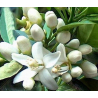 Oranger Bigaradier (citrus aurantium) - fleurs