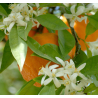 Oranger Bigaradier (citrus aurantium) - écorce