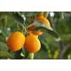 Oranger Bigaradier (citrus aurantium) - écorce