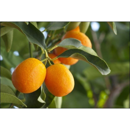 Oranger Bigaradier (citrus aurantium) - écorce