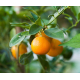 Oranger (citrus vulgaris) - écorce