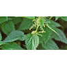 Ortie piquante (urtica dioica)