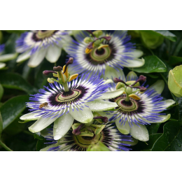 Passiflore (passiflora incarnata)