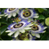 Passiflore (passiflora incarnata)
