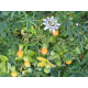 Passiflore (passiflora incarnata)