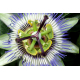 Passiflore (passiflora incarnata)