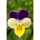 Pensée sauvage (viola tricolor)