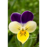Pensée sauvage (viola tricolor)