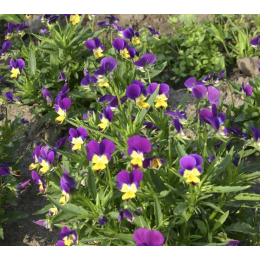Pensée sauvage (viola tricolor)