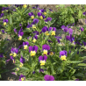 Pensée sauvage (viola tricolor)